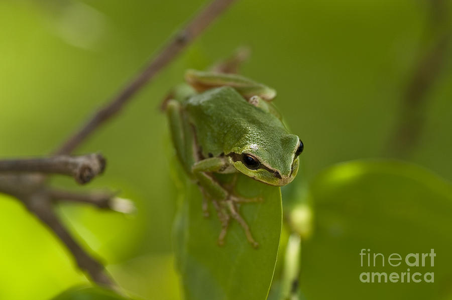 Tree frog in lilac bush #3 Photograph by Jim Corwin