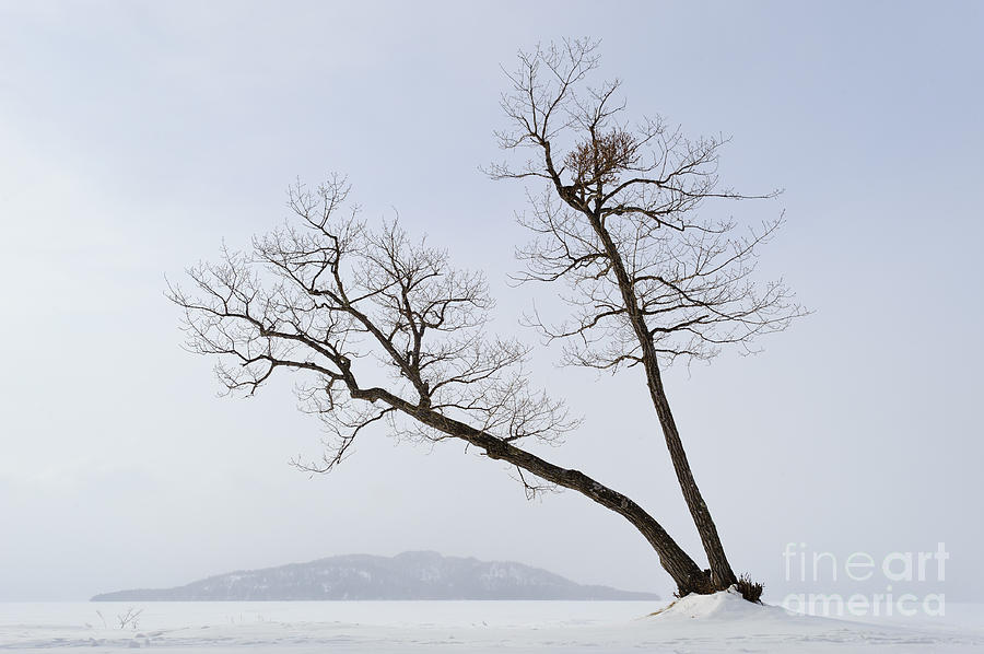Tree In Winter #3 Photograph by John Shaw