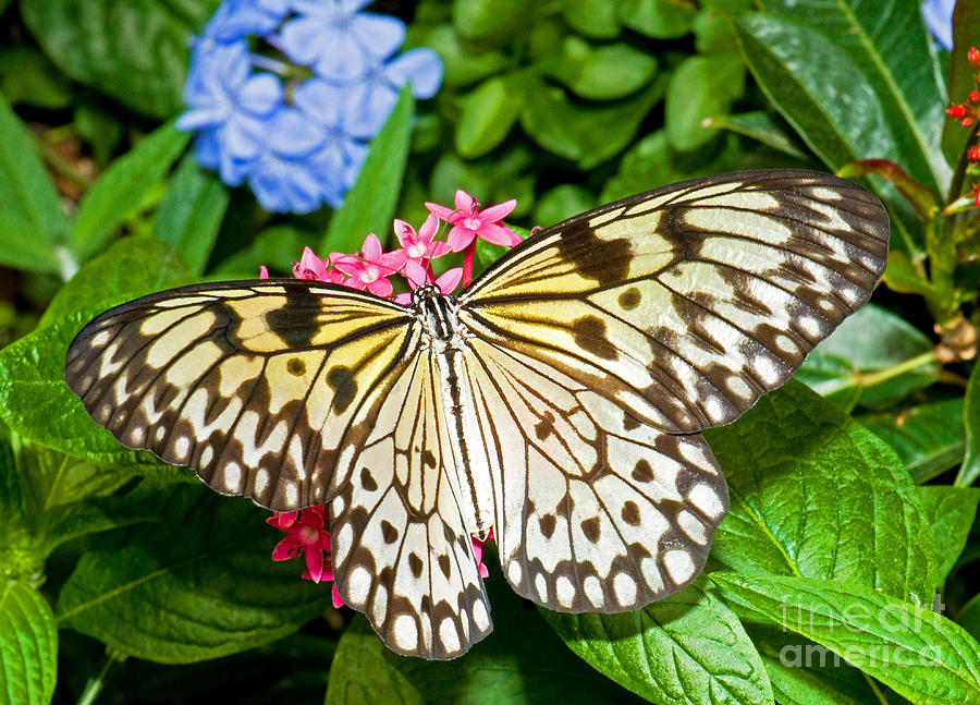 Tree Nymph Butterfly #3 Photograph by Millard H. Sharp