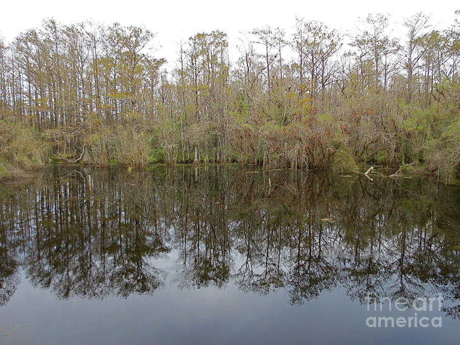Tree Reflections in lake at the 6 Mile Cypress Slough Preserve in Lee County Florida. #3 Photograph by Robert Birkenes