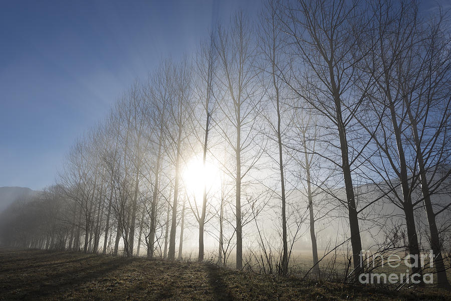 Tree Photograph - Trees on a foggy field #3 by Mats Silvan