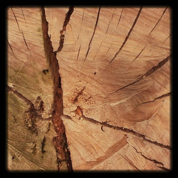 Nature Photograph - #treewood #beautiful #tree #nature #3 by Juan Parafiniuk