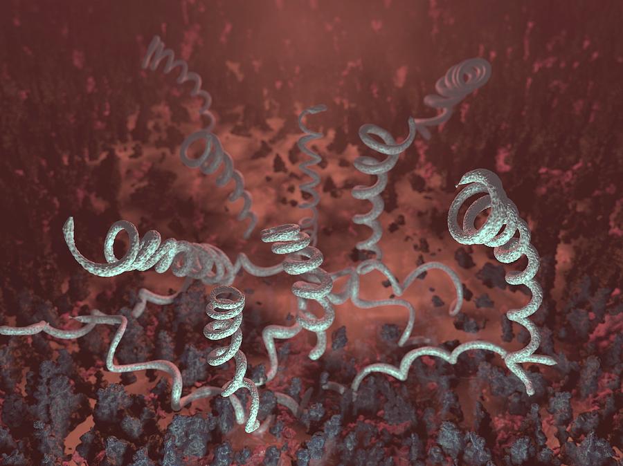 Abnormal Photograph - Treponema Pallidum Bacteria #3 by Hipersynteza