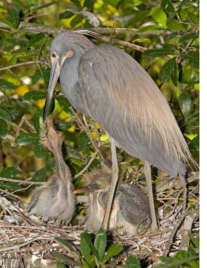 Tricolored Heron Feeding Young In Nest #3 Photograph by Millard H. Sharp