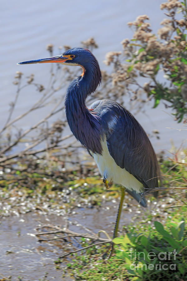 Heron Photograph - Tricolored Heron #3 by Louise Heusinkveld