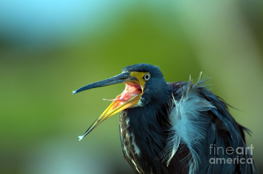 Tricolored Heron #3 Photograph by Mark Newman