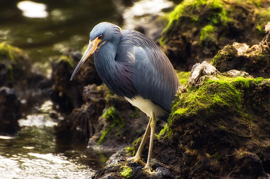 Nature Photograph - Tricolored Heron #3 by Richard Leighton