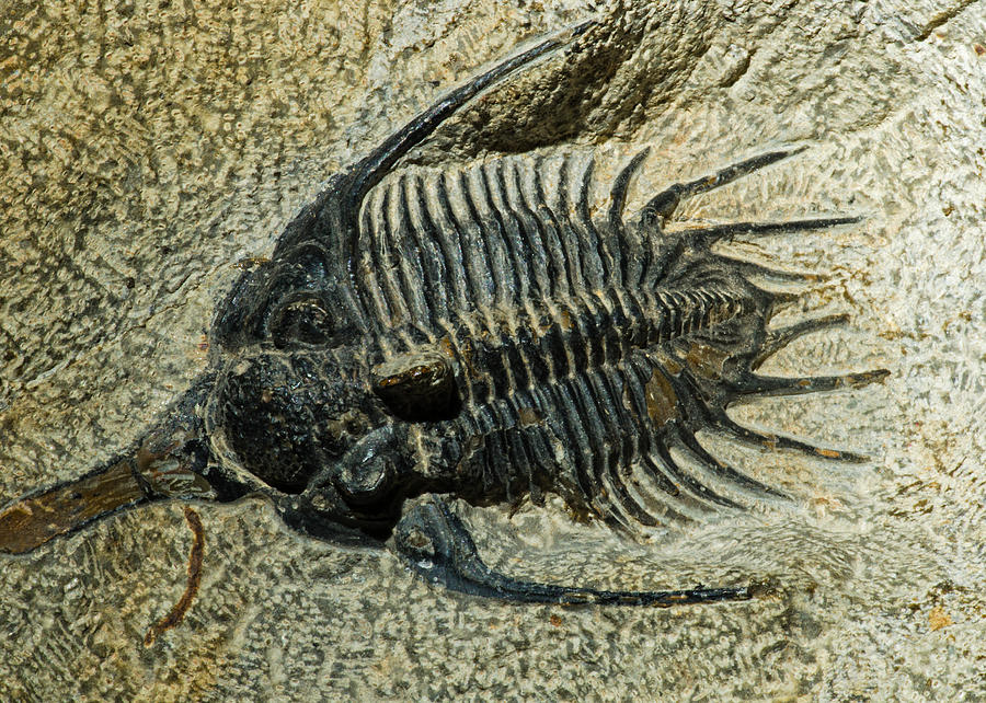 Trilobite Fossil Photograph by Millard H. Sharp - Fine Art America
