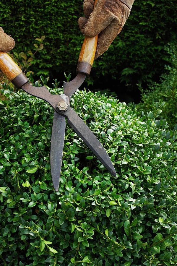 Trimming Shaping Box Shrub Photograph by Geoff Kidd - Fine Art America