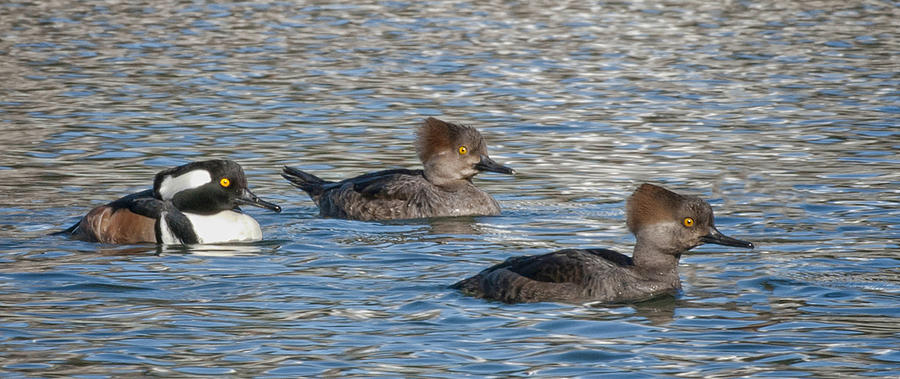 Trio of Hooded Mergansers #3 Photograph by Betty Depee