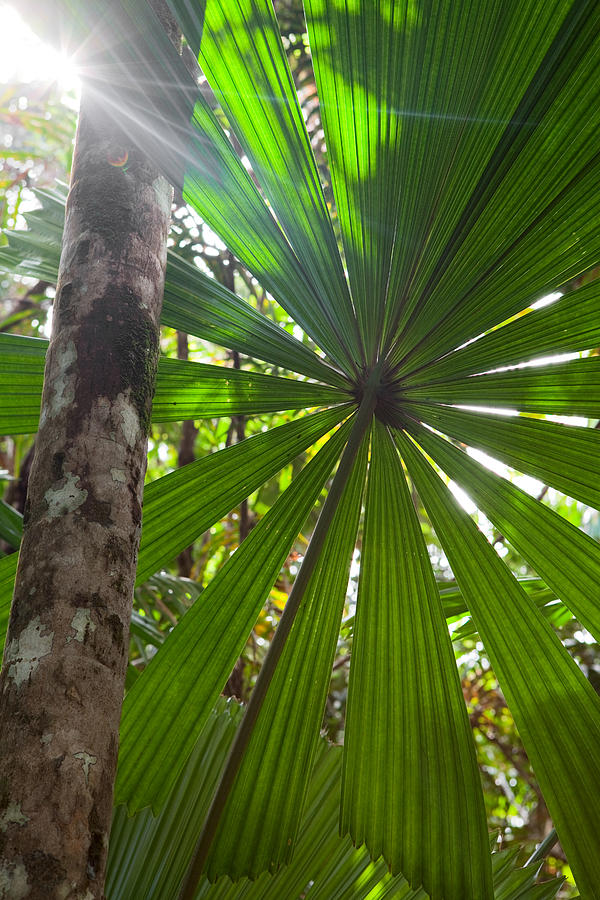 Tropical Pristine Rain Forest Background #3 Photograph by Dirk Ercken