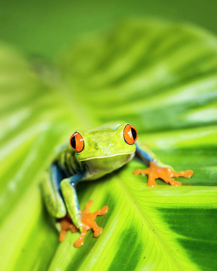 Tropical Red-eyed Tree Frog Agalychnis #3 Photograph by Josh Miller Photography