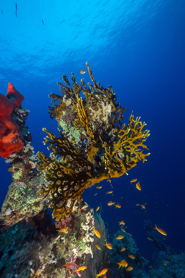 Fish Photograph - Tropical reef in the Red Sea. #3 by Stephan Kerkhofs