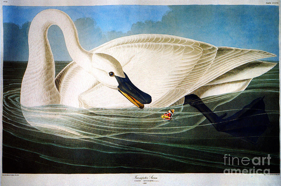 Trumpeter Swan #3 Drawing by Celestial Images