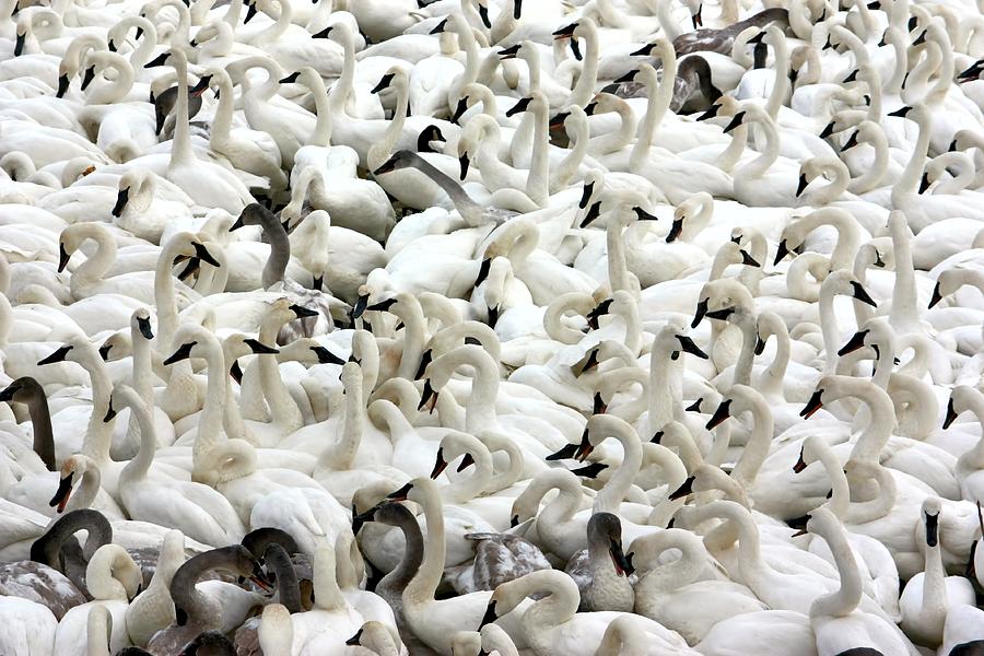Trumpeter Swans Photograph