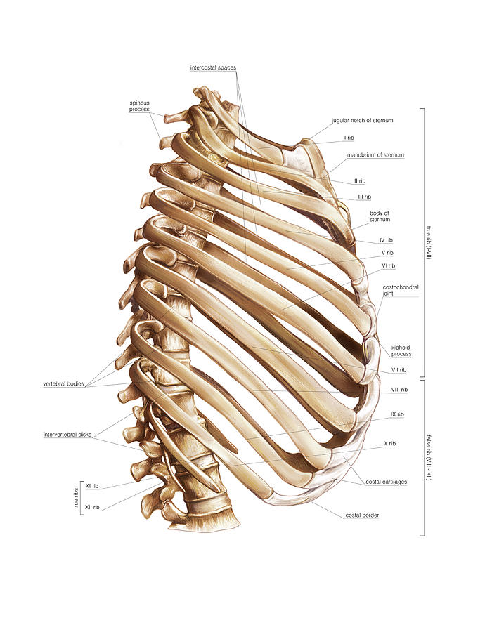 Trunk Photograph By Asklepios Medical Atlas