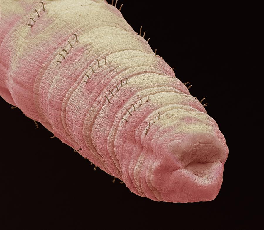 download tubifex worms in humans
