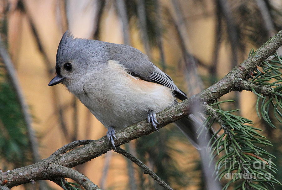 Titmouse Photograph - Tufted Titmouse #3 by Ken Keener