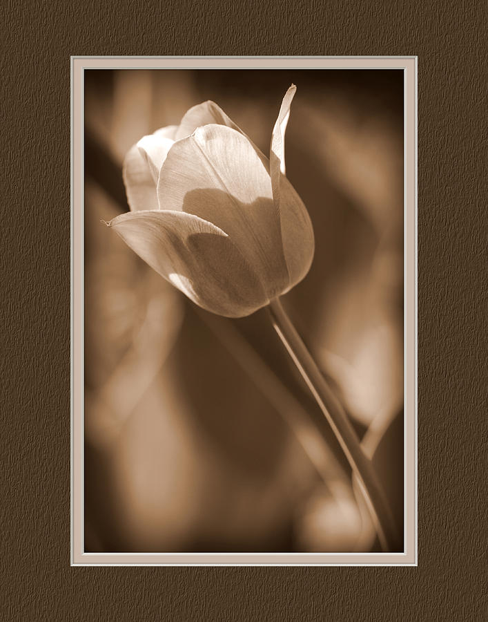 Spring Photograph - Tulip CloseUp #3 by Charles Feagans