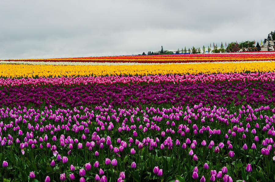 Tulip Field #1 Photograph by Hisao Mogi