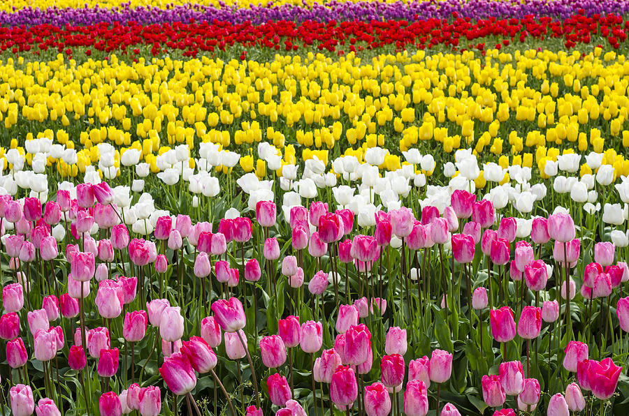 Tulip Fields in Bloom #4 Photograph by John Trax