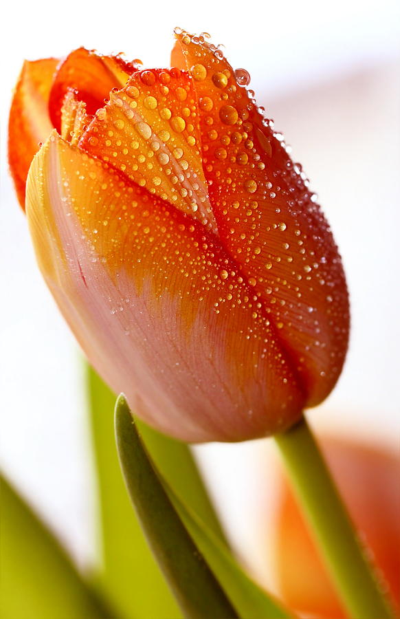 Flower Photograph - Tulip #3 by Heike Hultsch
