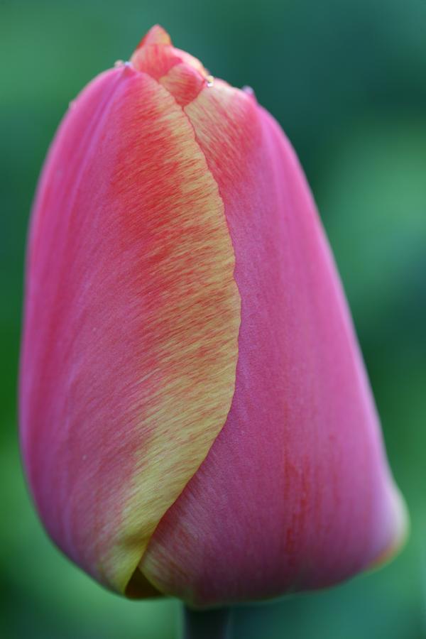 Tulip Photograph - Tulip #3 by Mark Severn