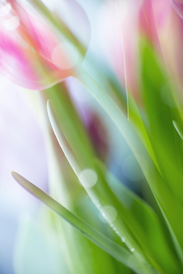 Flower Photograph - Tulip #5 by Silke Magino