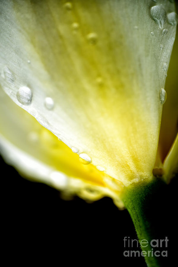 Tulip with Raindrops #3 Photograph by Thomas R Fletcher