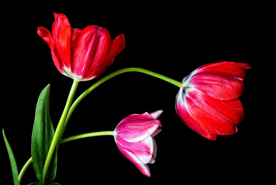 3 Tulips - 213 Photograph by Paul W Faust -  Impressions of Light