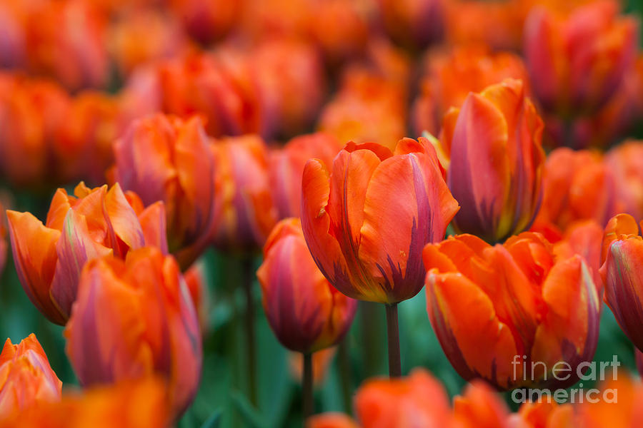 Tulip Photograph - Tulips #3 by Katka Pruskova