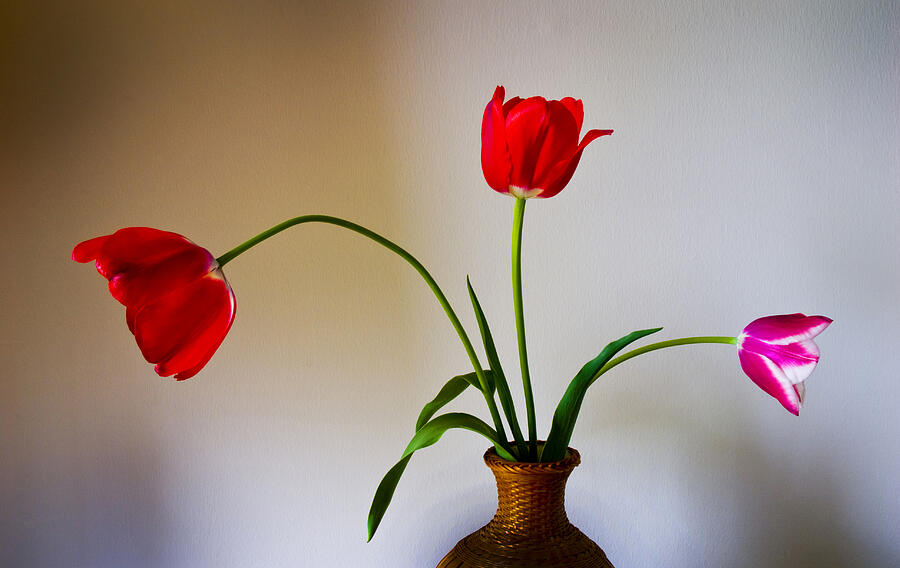 3 Tulips - 193 Photograph by Paul W Faust -  Impressions of Light