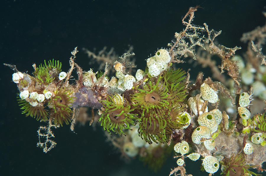 Tunicates #3 Photograph by Andrew J. Martinez