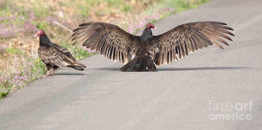 Turkey Vulture #3 Photograph by Jack R Brock