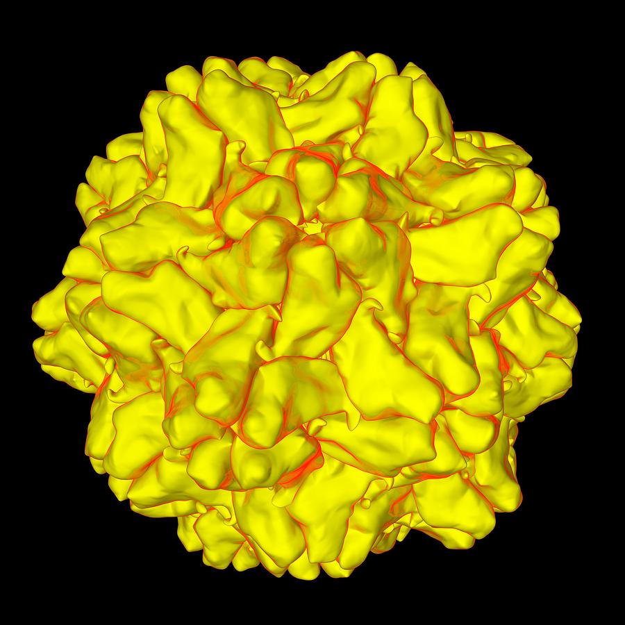 Illustration Photograph - Turnip Yellow Mosaic Virus #3 by Mehau Kulyk