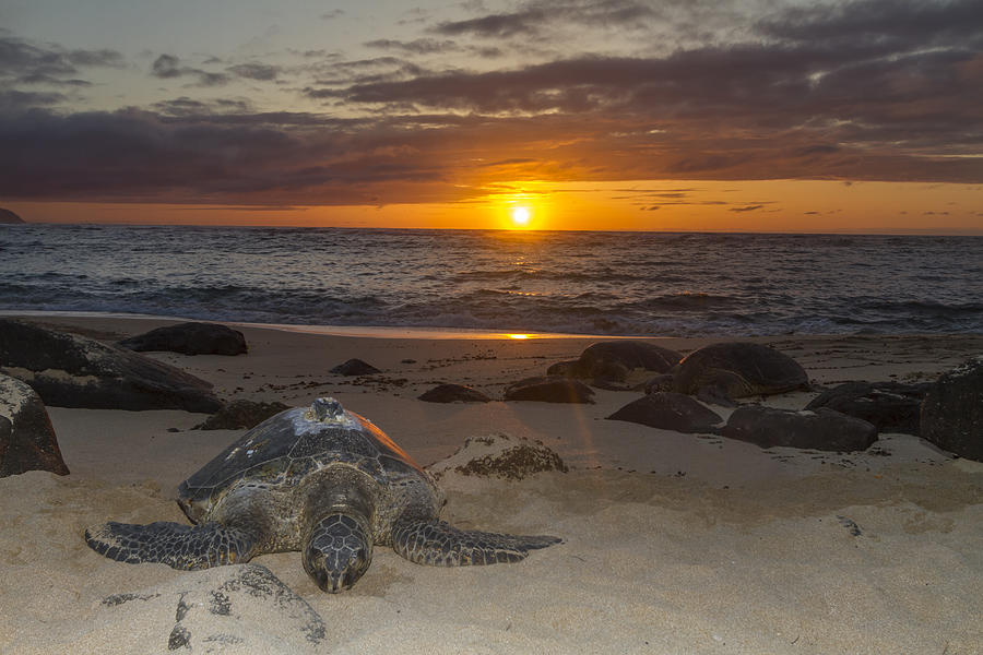 Turtle Photograph - Turtle Beach sunset Oahu Hawaii #3 by Jianghui Zhang