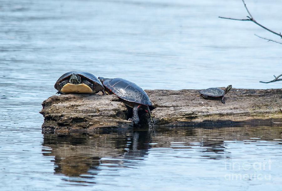 3 Turtles Photograph by Cheryl Baxter