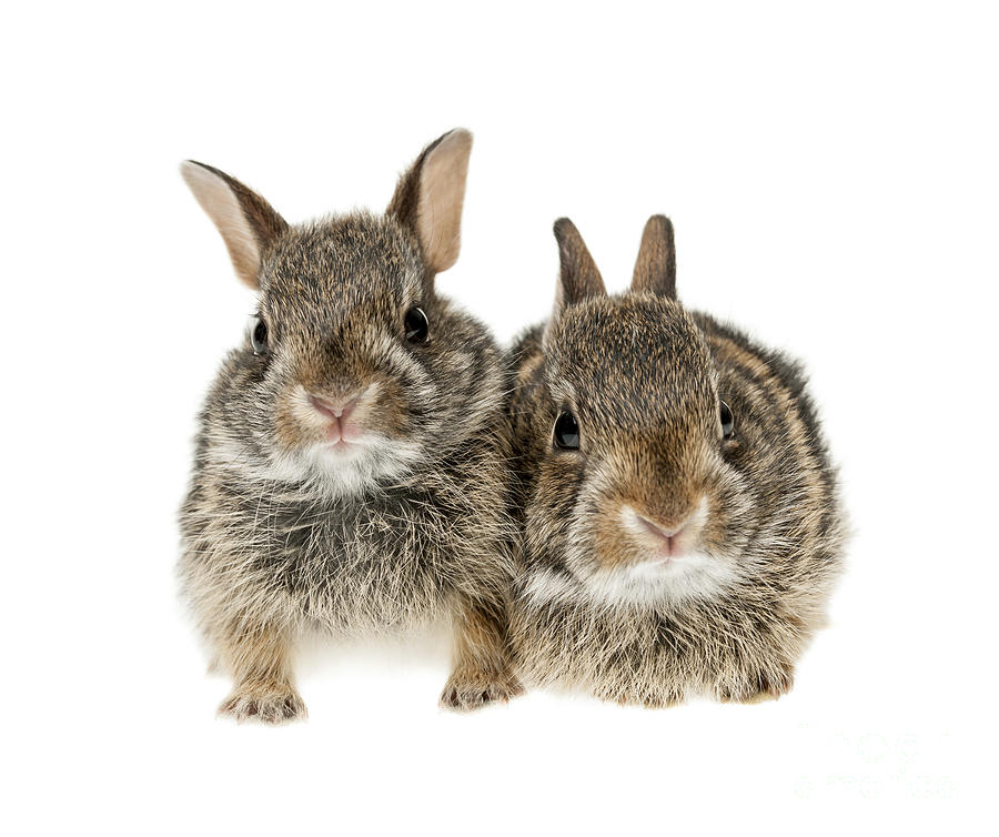 Rabbit Photograph - Two baby bunny rabbits 1 by Elena Elisseeva