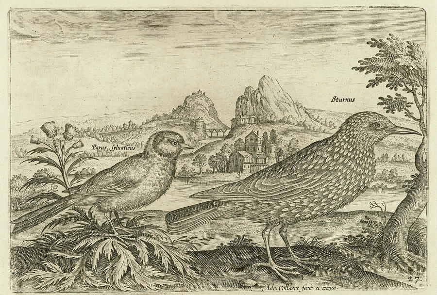 Blackbird Drawing - Two Birds In A Landscape, Adriaen Collaert #3 by Adriaen Collaert