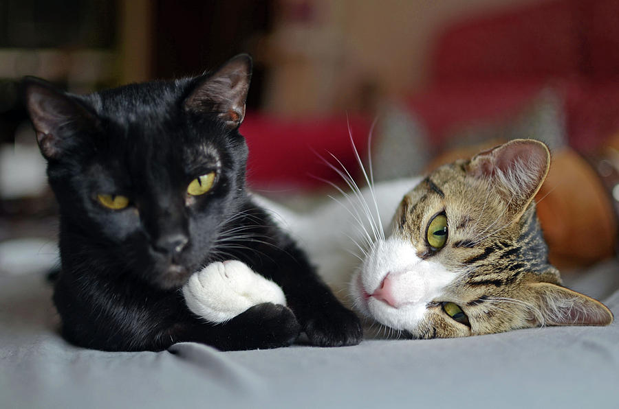 Two Cats Interacting At Home Photograph by Nano Calvo - Fine Art America