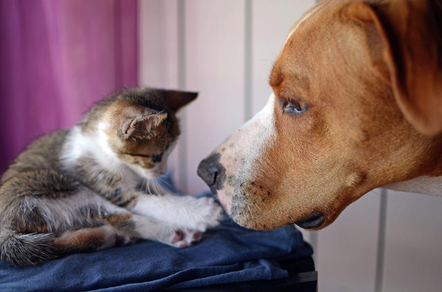 Cat Photograph - Cute kitten and dog interact by Nano Calvo
