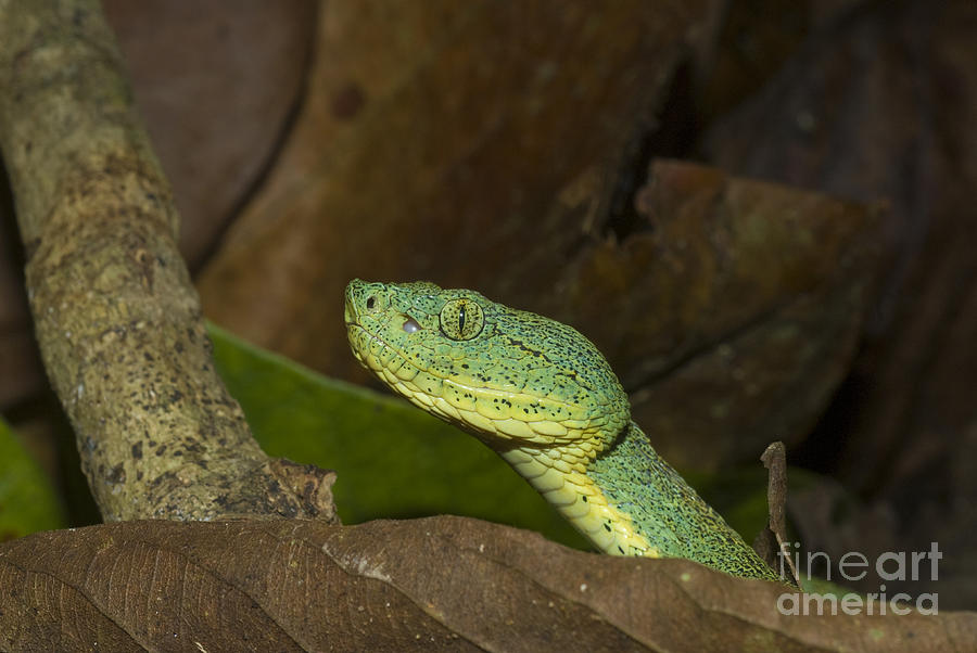 Two-striped Forest Pit Viper #3 Photograph by William H. Mullins