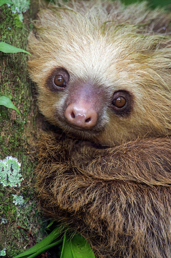 Two-toed Sloth Choloepus Didactylus Photograph by Panoramic Images ...