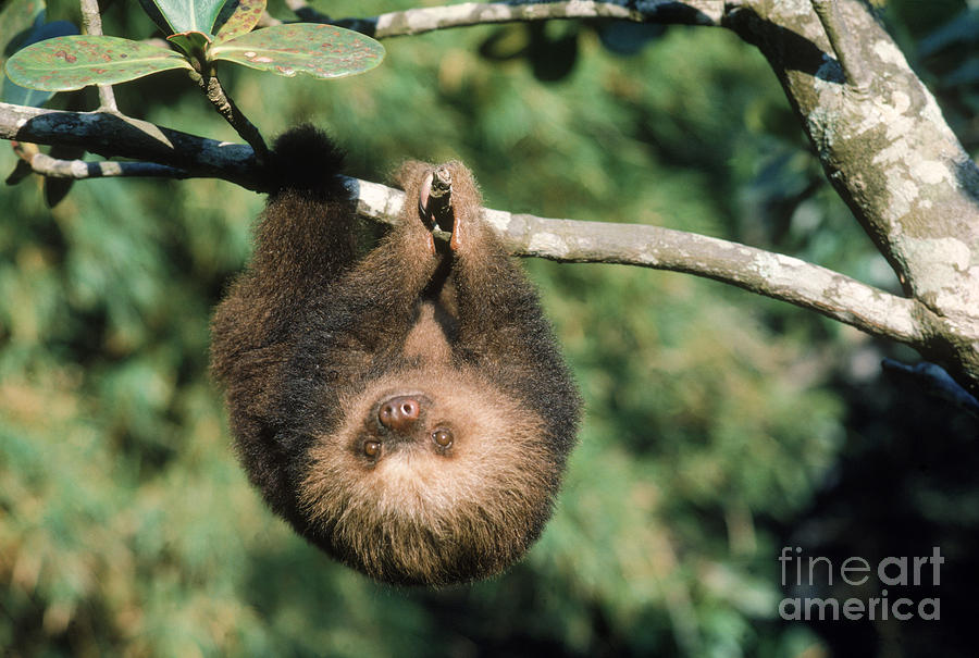 Wildlife Photograph - Two-toed Sloth #3 by Gregory G. Dimijian, M.D.