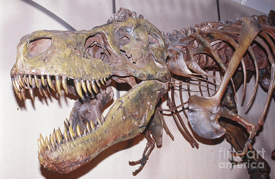 Prehistoric Photograph - Tyrannosaurus Rex #3 by Millard H. Sharp