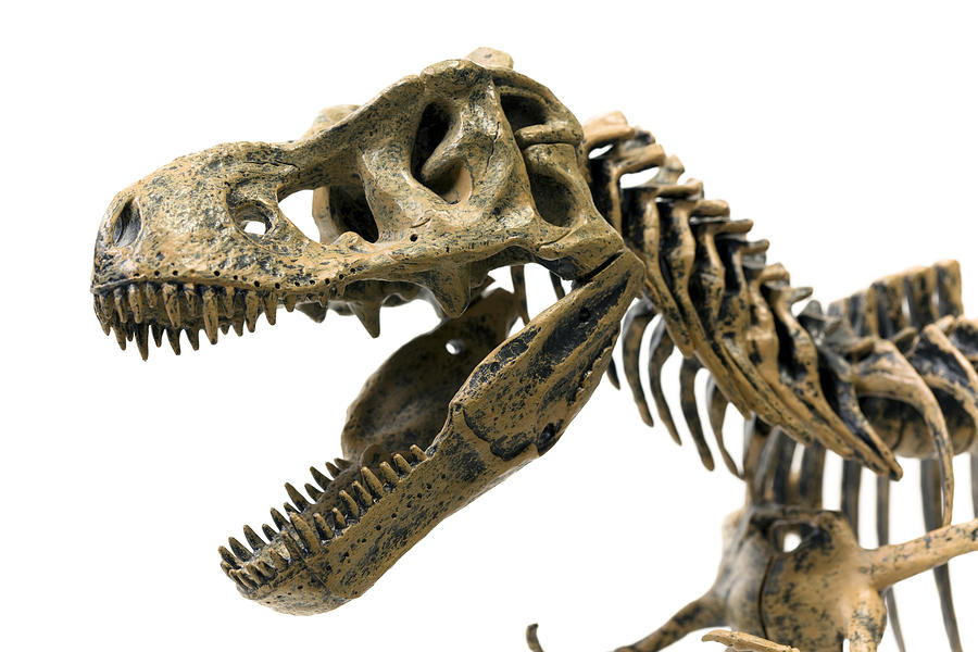Tyrannosaurus Rex Skeleton #3 Photograph by Andrew_Howe