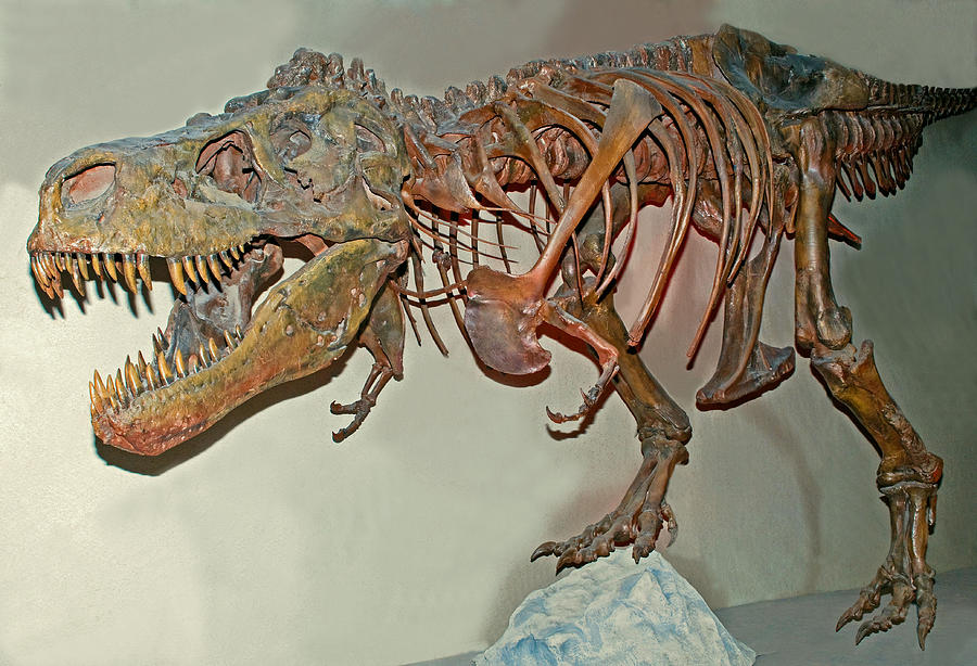 Tyrannosaurus Rex Skeleton #3 Photograph by Millard H. Sharp