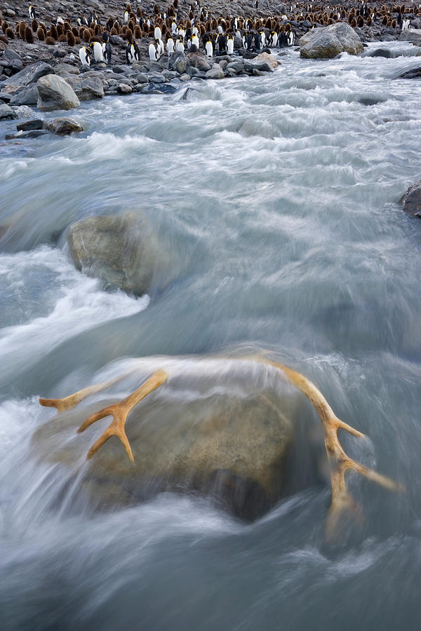 Uk Territory, South Georgia Island, St Photograph by Jaynes Gallery ...