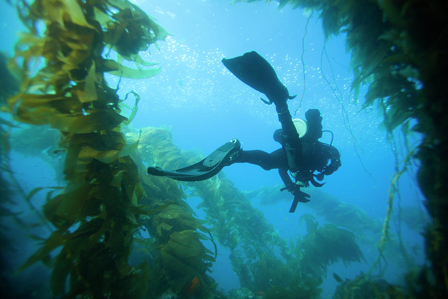 Underwater View Of Scuba Diver Photograph By Corey Rich Fine Art America 1501