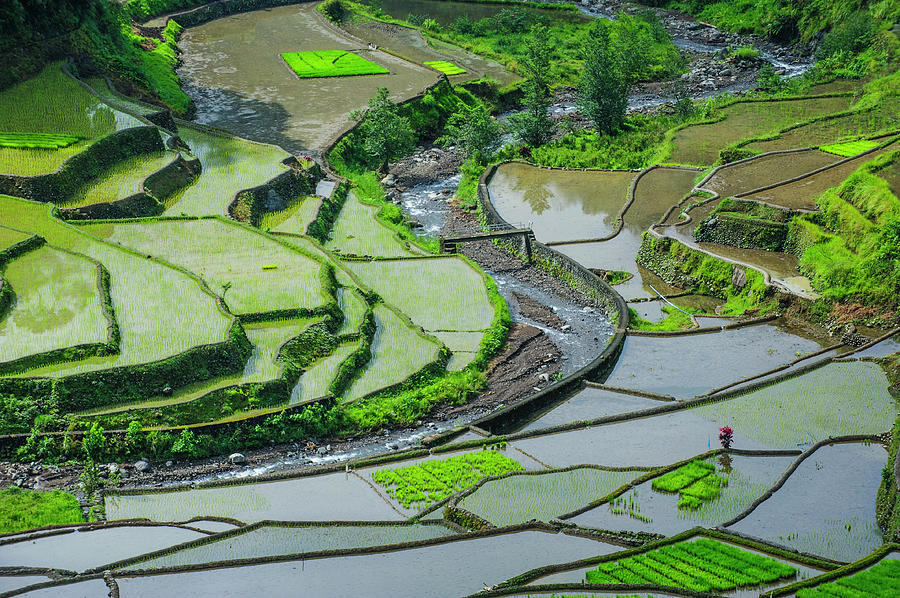 Unesco World Heritage Site, Rice Photograph by Michael Runkel | Fine ...